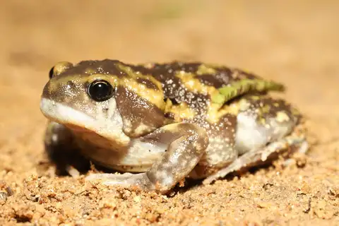 Marbled balloon frog