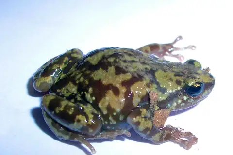White-bellied pug-snout frog