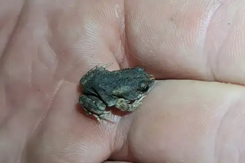 Fat Toadlet