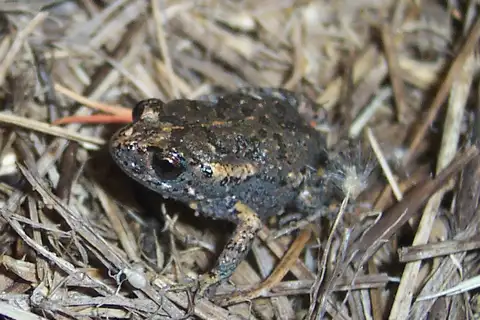 Dusky Toadlet