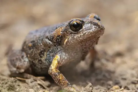 Smooth Toadlet