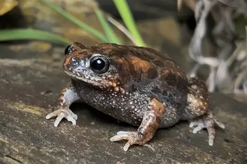 Littlejohn's Toadlet