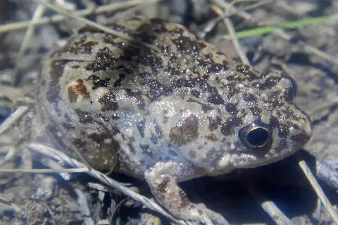 Small Toadlet