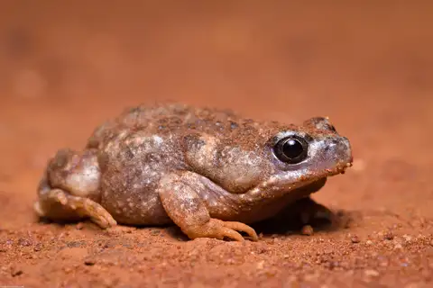 Wrinkled Toadlet