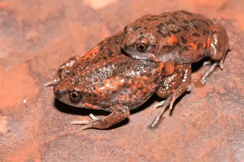 Pilbara Toadlet