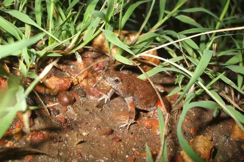 Blacksoil Toadlet