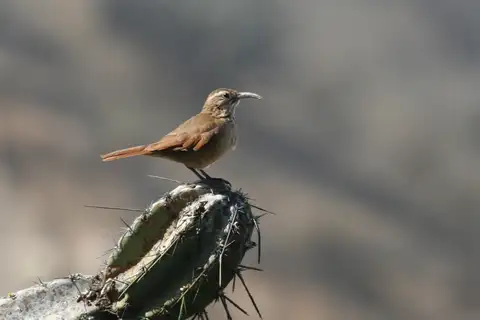 White-throated Earthcreeper