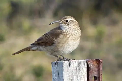 Scale-throated Earthcreeper