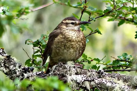 Patagonian Forest Earthcreeper