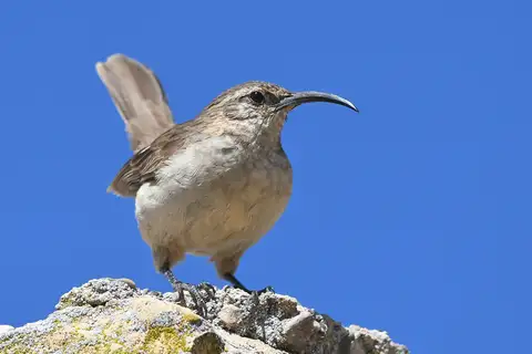Buff-breasted Earthcreeper