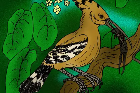 St. Helena Hoopoe