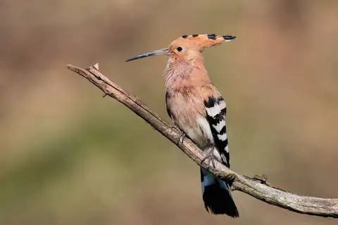 Common Hoopoe