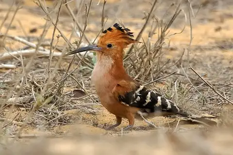 Madagascar Hoopoe