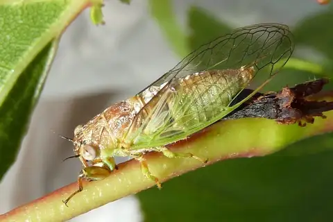 Eastern Grass-buzzer