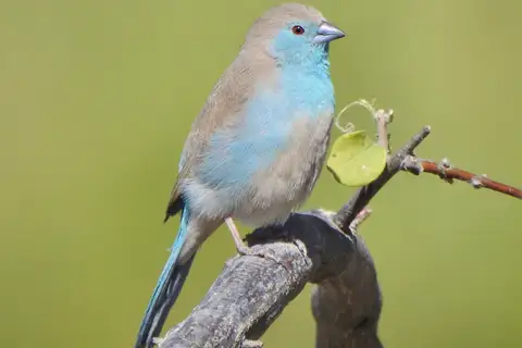 Blue Waxbill