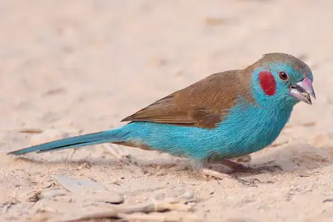 Red-cheeked Cordon-bleu