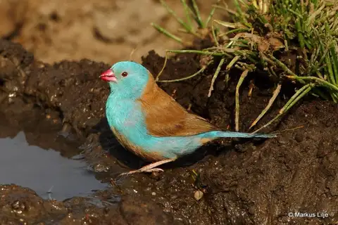 Blue-capped Cordon-bleu