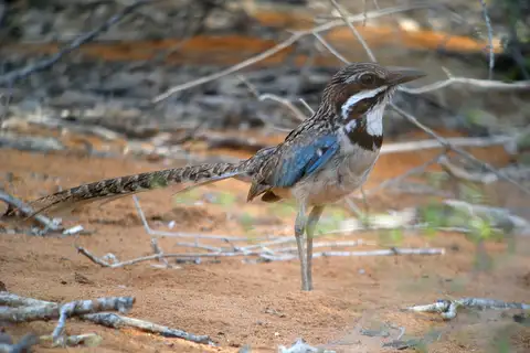 Long-tailed Ground Roller