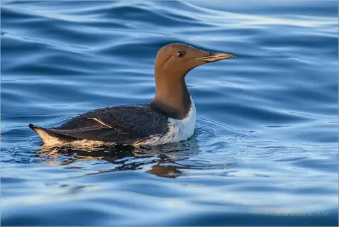 Common Murre