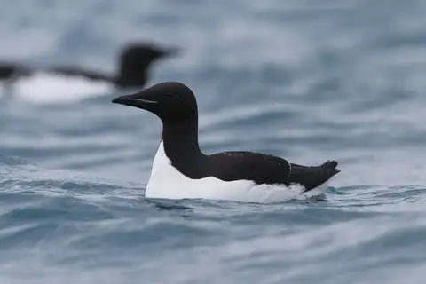 Thick-billed Murre