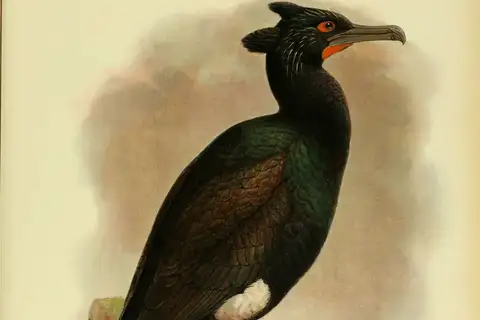 Spectacled Cormorant