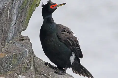 Red-faced Cormorant