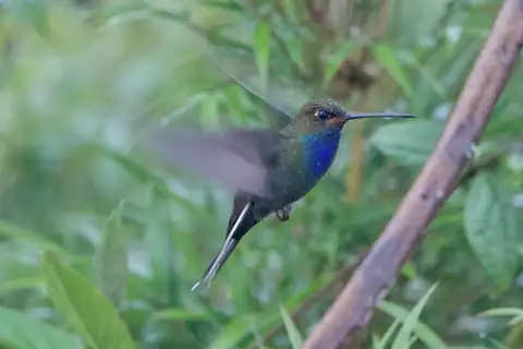 Rufous-gaped Hillstar