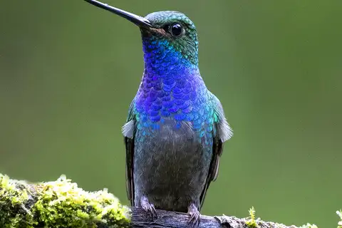 Green-backed Hillstar