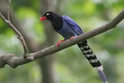 Taiwan Blue Magpie