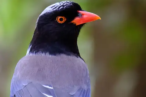 Red-billed Blue Magpie