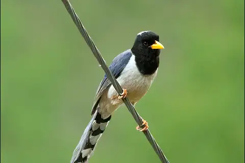 Yellow-billed Blue Magpie