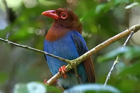 Sri Lanka Blue Magpie