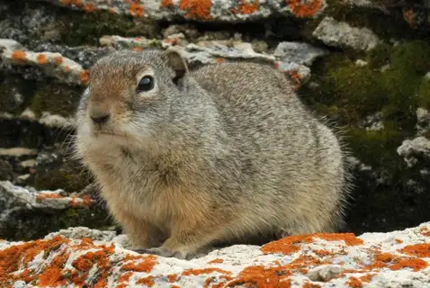 Uinta Ground Squirrel