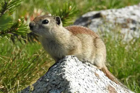 Belding's Ground Squirrel