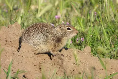 Idaho Ground Squirrel