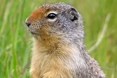 Columbian Ground Squirrel