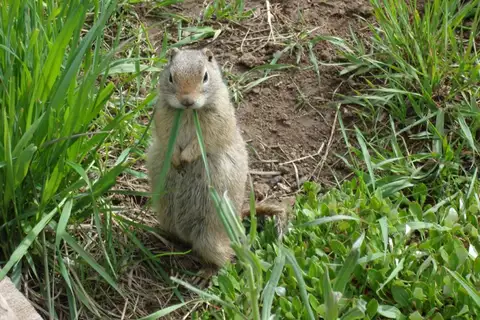 Wyoming Ground Squirrel