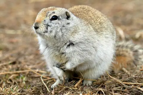 Richardson's Ground Squirrel