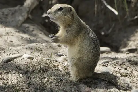 Long-tailed Ground Squirrel