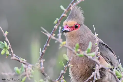 Red-faced Mousebird