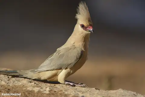 Blue-naped Mousebird
