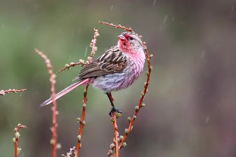 Przevalski's Finch