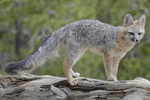 Gray Fox