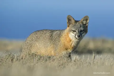 Island Fox