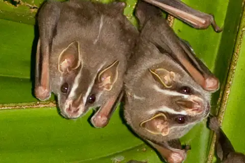 Common tent-making Bat