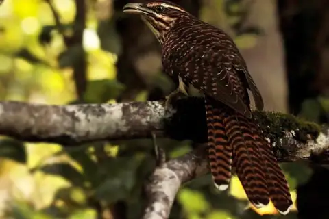 Long-tailed Koel