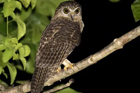 Papuan Hawk-Owl