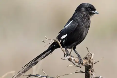 Magpie Shrike