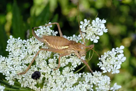 Uromenus brevicollis