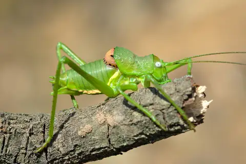 Rough Saddle Bush-cricket